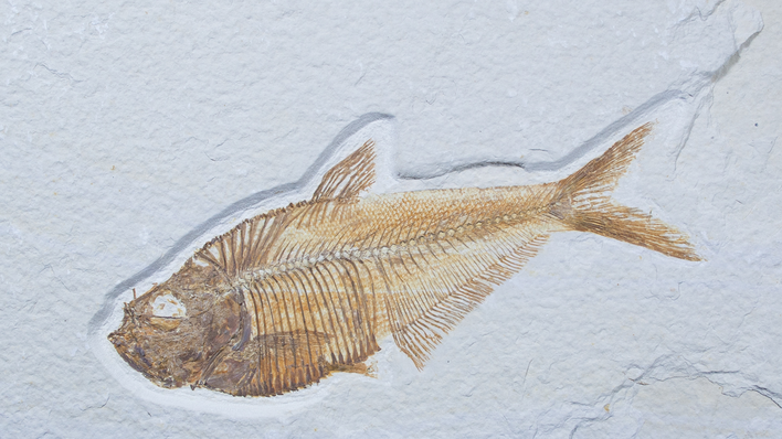 Inch Diplomystus Fossil Fish - Excellent #1568